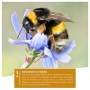 wild animal heart I Large bumblebee house nature