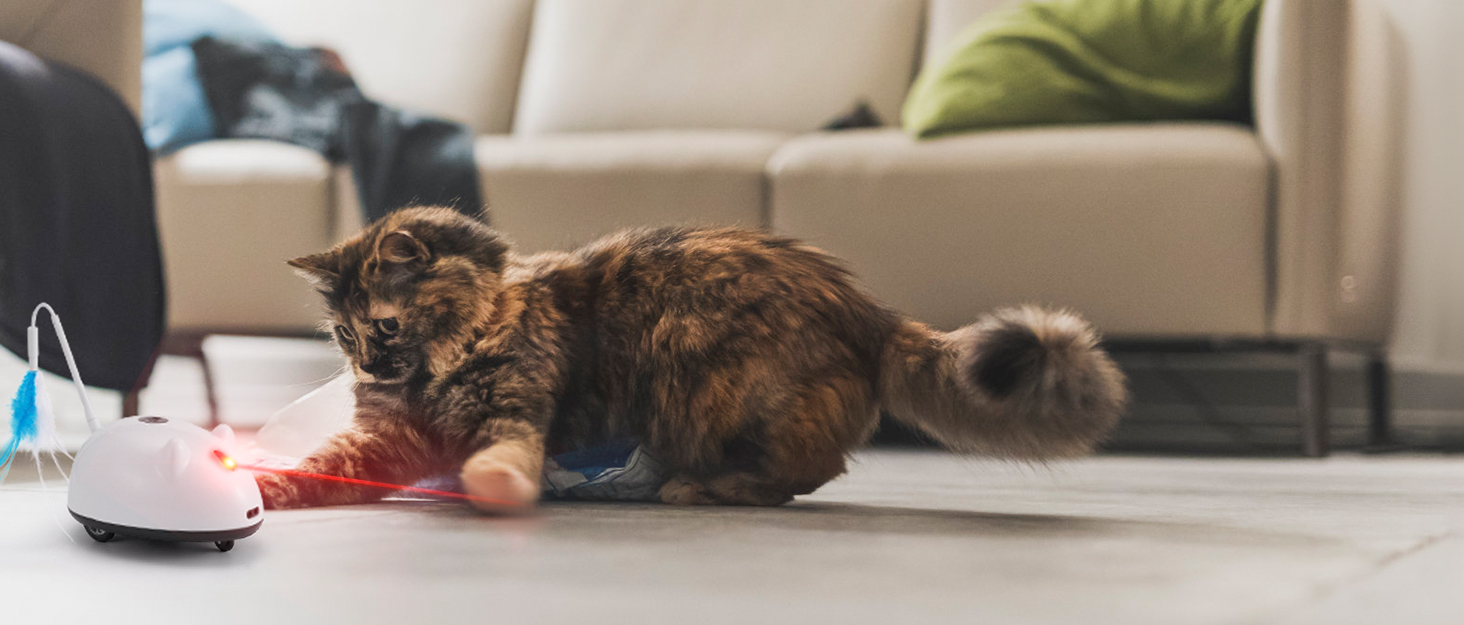 Toys for Interactive Cats