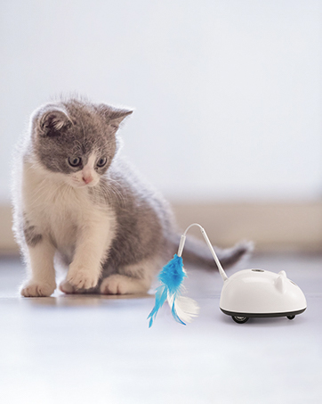 Interactive toys for cats